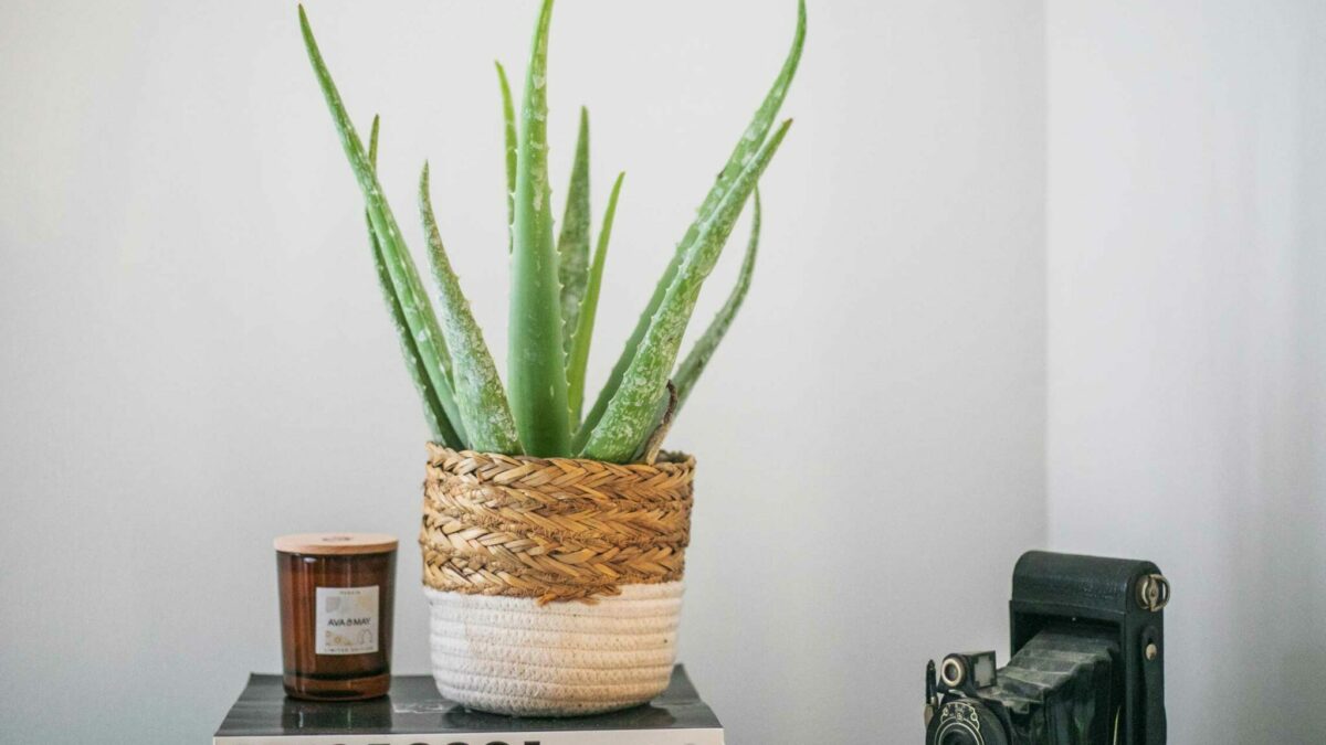 Le guide ultime de l'entretien de l'Aloe Vera : Astuces simples pour une  plante d'intérieur saine et épanouie! – La Green Touch