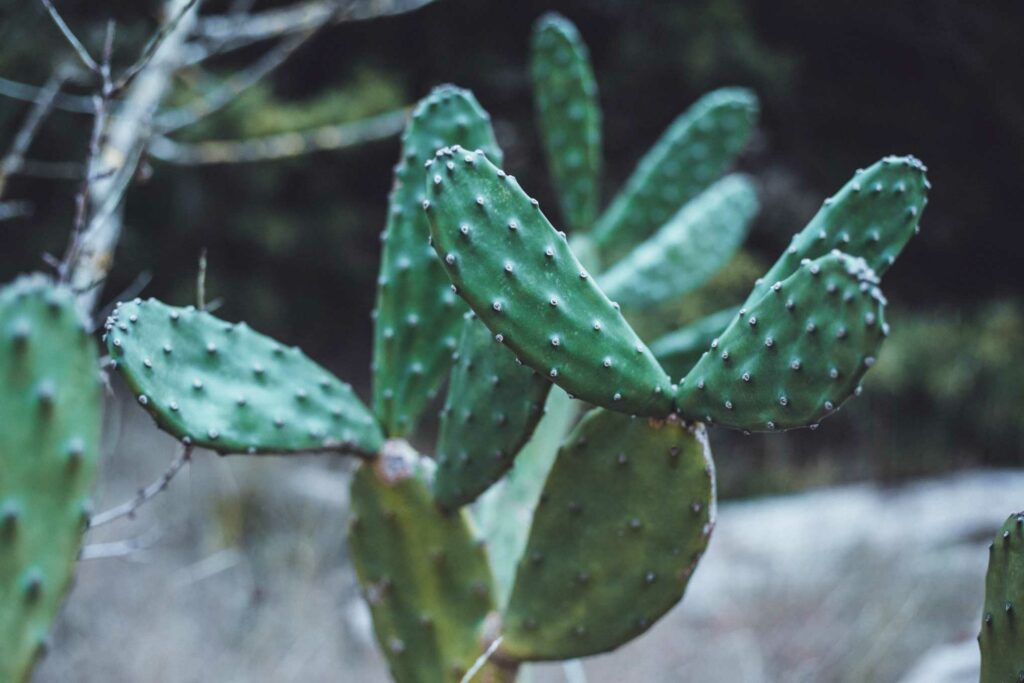 Plante Intérieur Cactus Raquettes