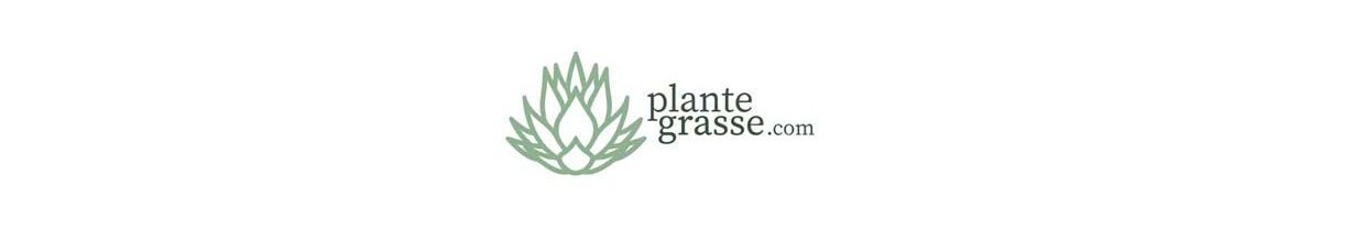 Plante Grasse