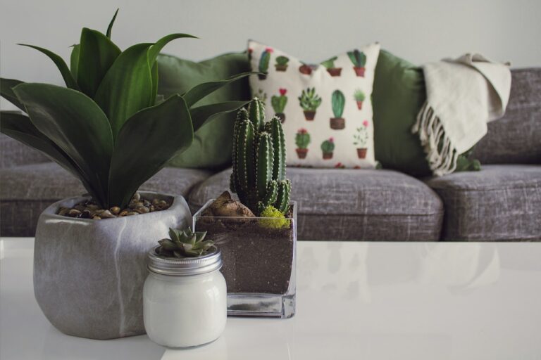 Quand arroser une plante grasse ? Les bons repères