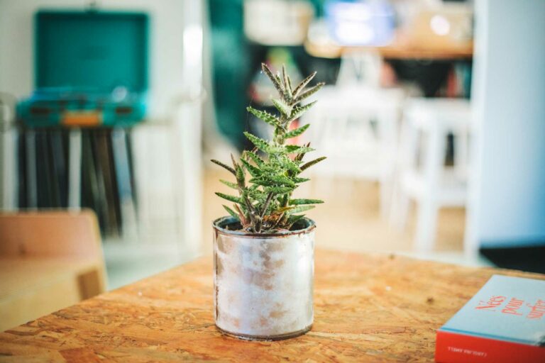 Comment multiplier un aloe vera en séparant ses rejets ?